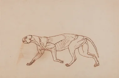 A Comparative Anatomical Exposition of the Structure of the Human Body with that of a Tiger and a Cow